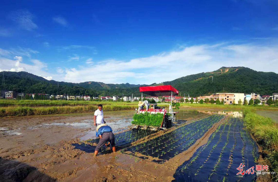 Machine transplanting applied in rice fields in E China's Jiangxi Province
