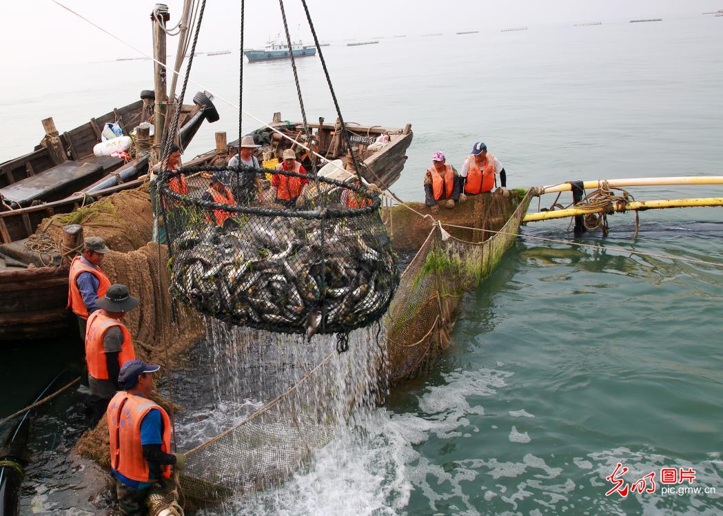 Fishermen harvesting black catfish in E China's Shandong