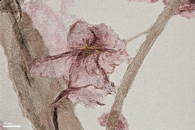 Micro world reveals its hidden artistry