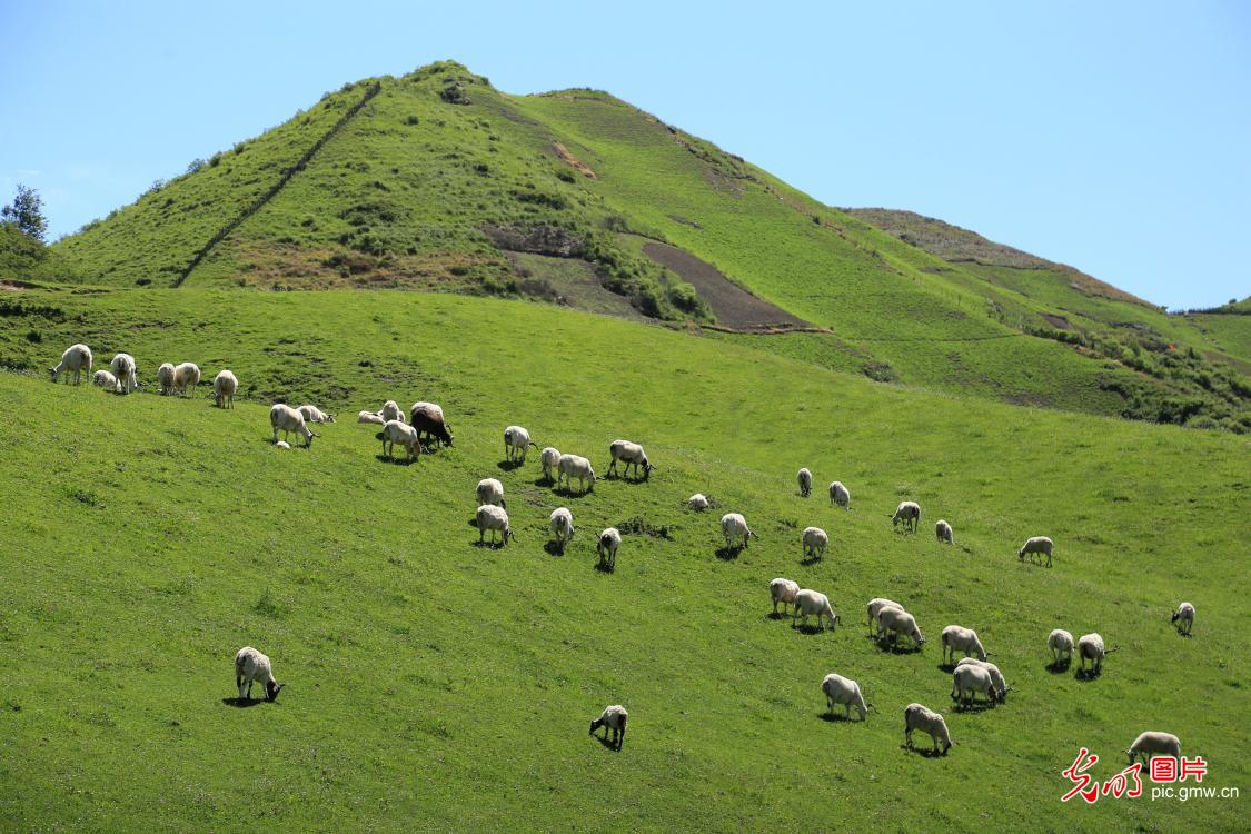 Cattle and sheep on the grasslands in Longnan City of NW China’s Gansu