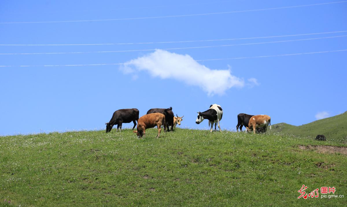 Cattle and sheep on the grasslands in Longnan City of NW China’s Gansu