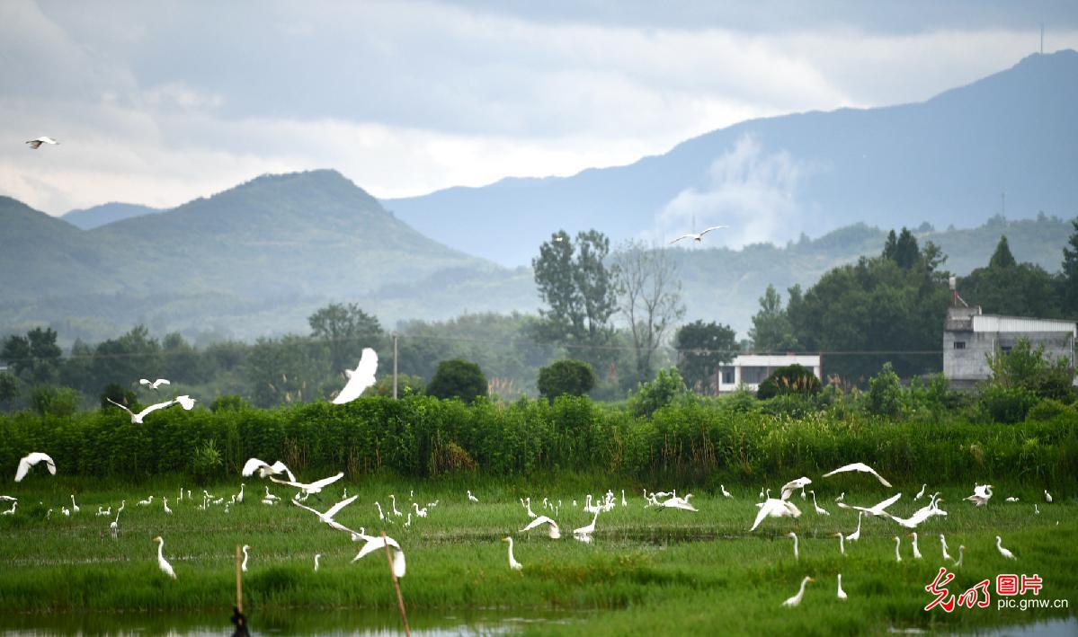 Tongcheng County of C China’s Hubei: egrets fly in the ecological countryside