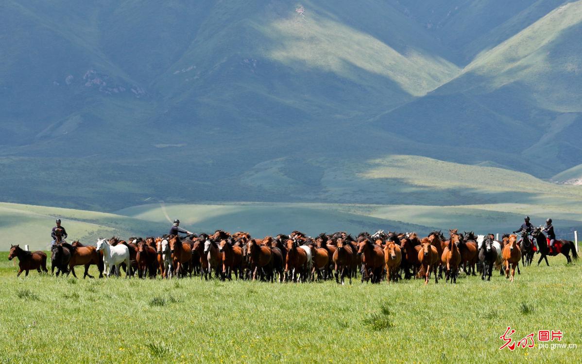 Summer scene of ten thousand horses galloping at Shandan Horse Farm