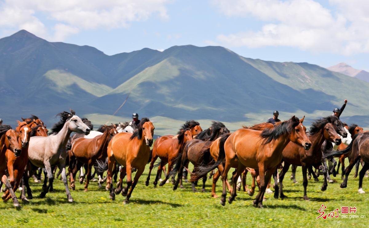 Summer scene of ten thousand horses galloping at Shandan Horse Farm