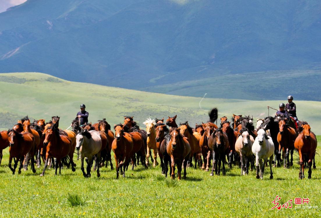 Summer scene of ten thousand horses galloping at Shandan Horse Farm