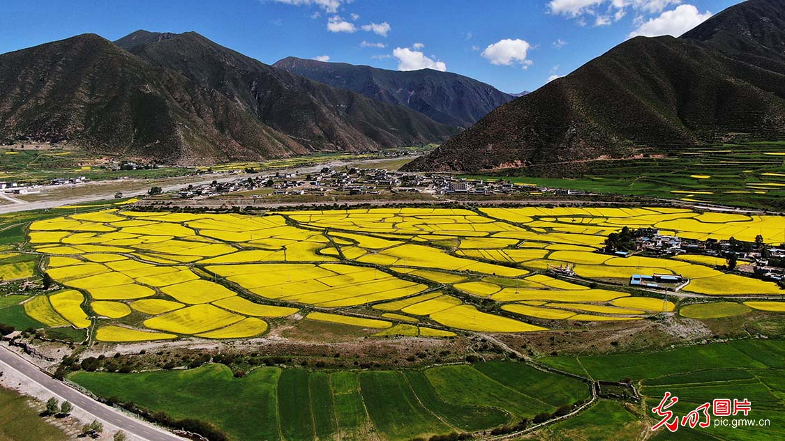 Maizhokunggar County of SW China's Tibet: a beautiful painting of rape flowers