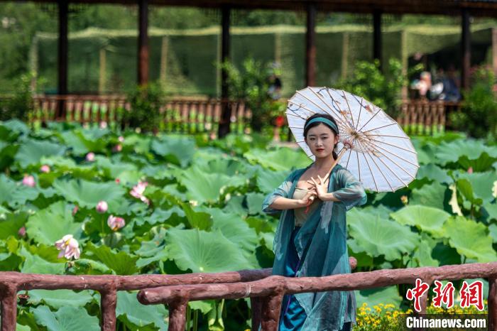 Scenery of blooming lotus flowers in SW China’s Sichuan Province