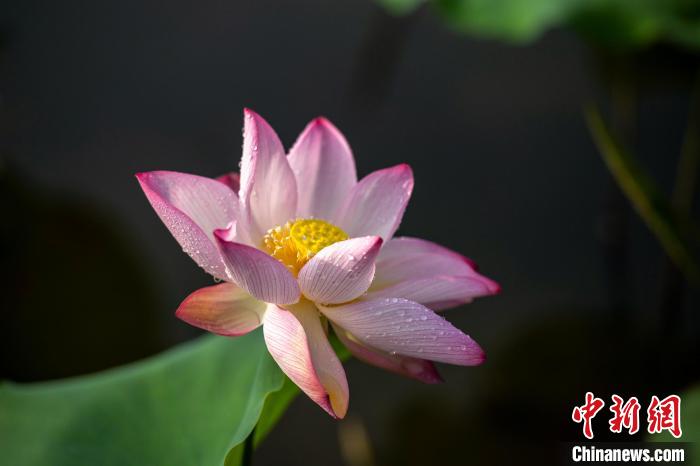 Scenery of blooming lotus flowers in SW China’s Sichuan Province