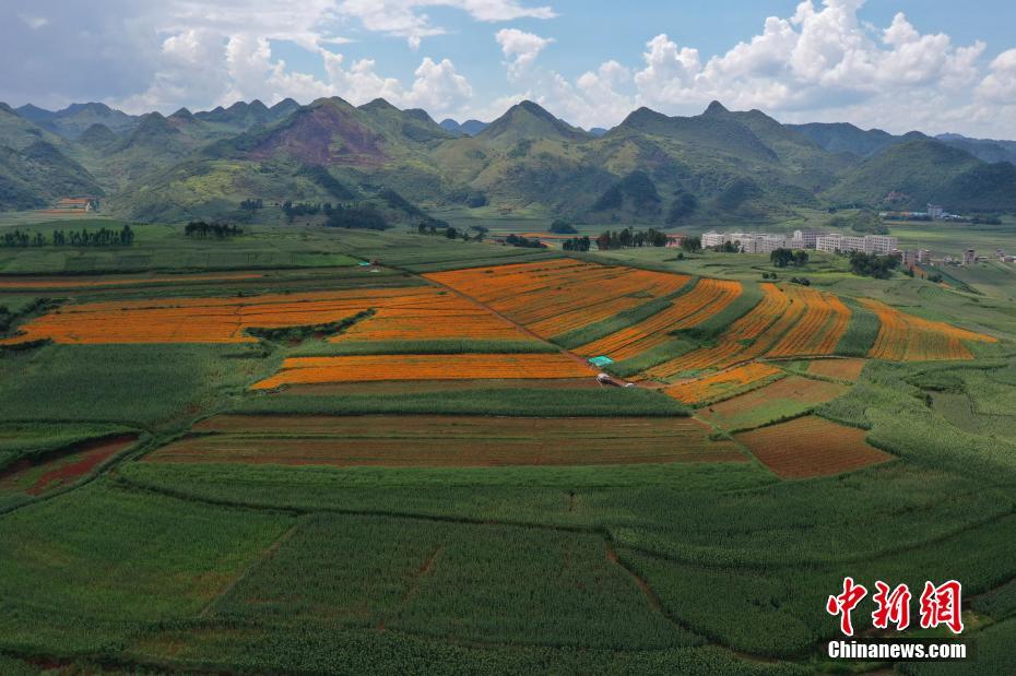 Harvest season of marigolds comes in SW China’s Yunnan