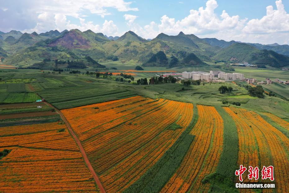Harvest season of marigolds comes in SW China’s Yunnan