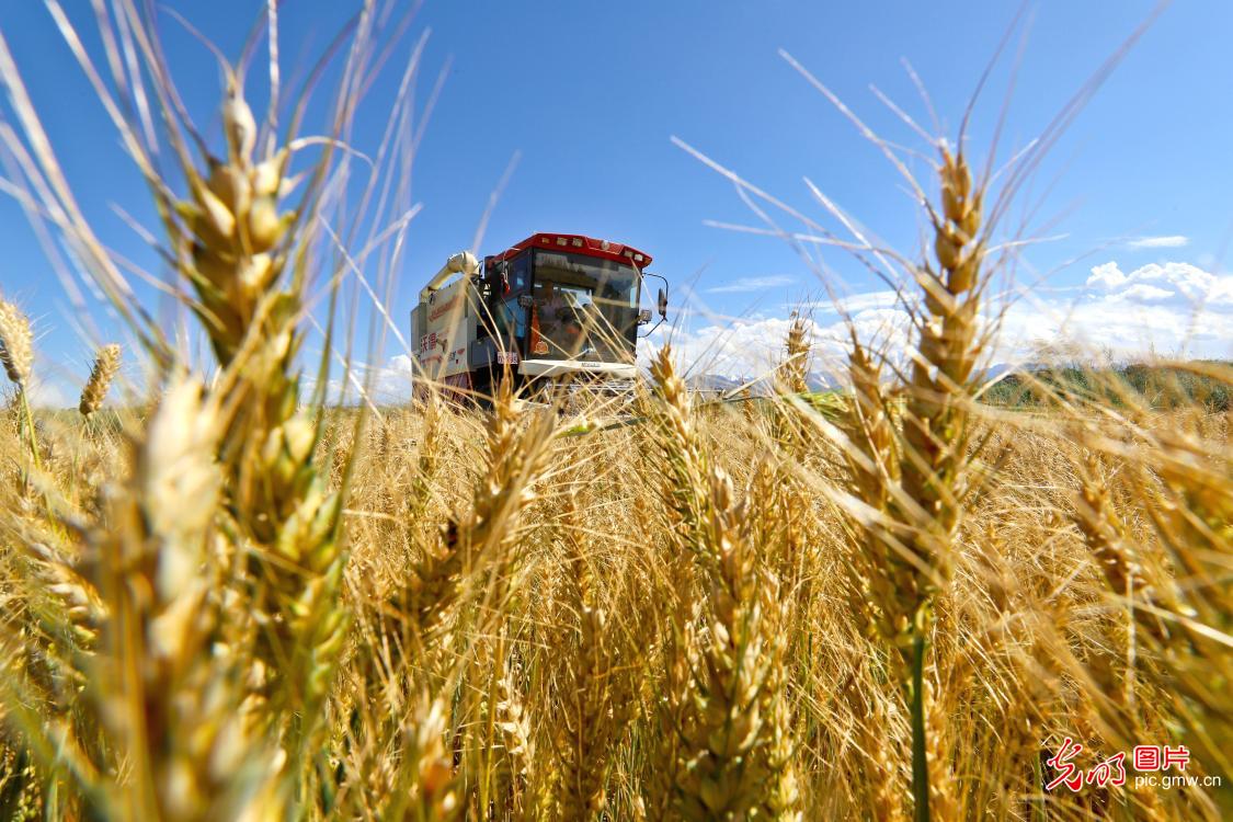 Over 10,000 acres of wheat being harvested under Qilian Mountains