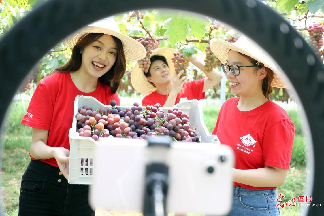 Graduate students spend summer break selling grapes in the countryside through live-streaming