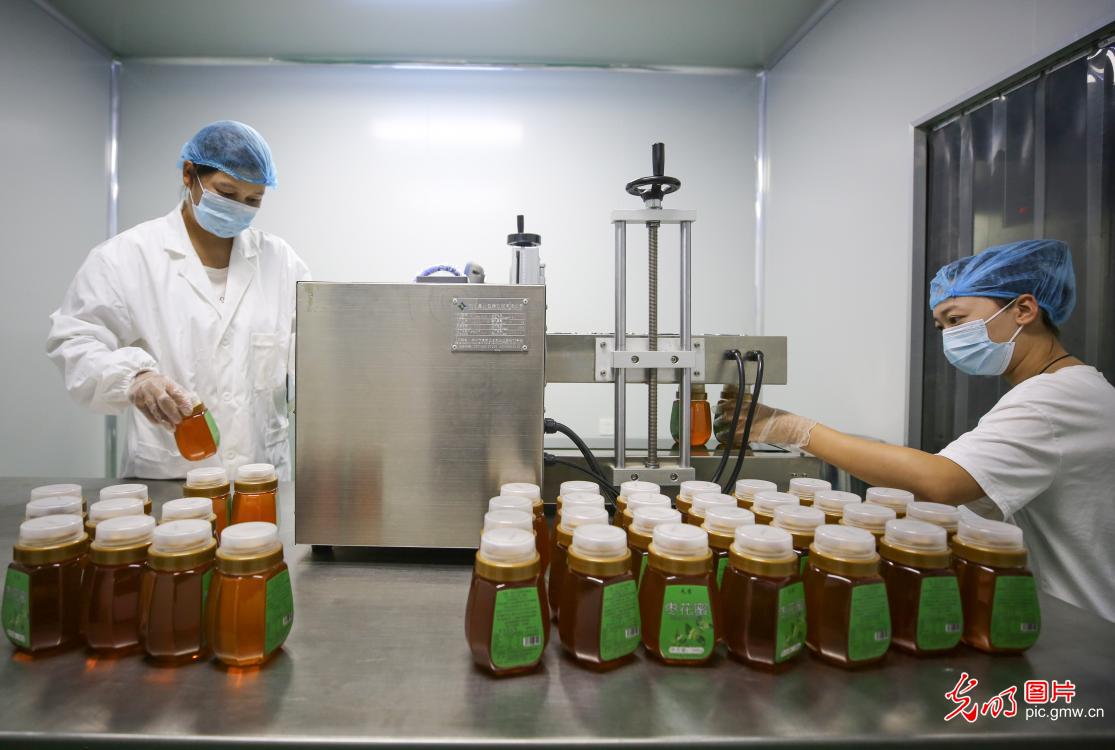 Honey business increase farmers' income in N China's Hebei