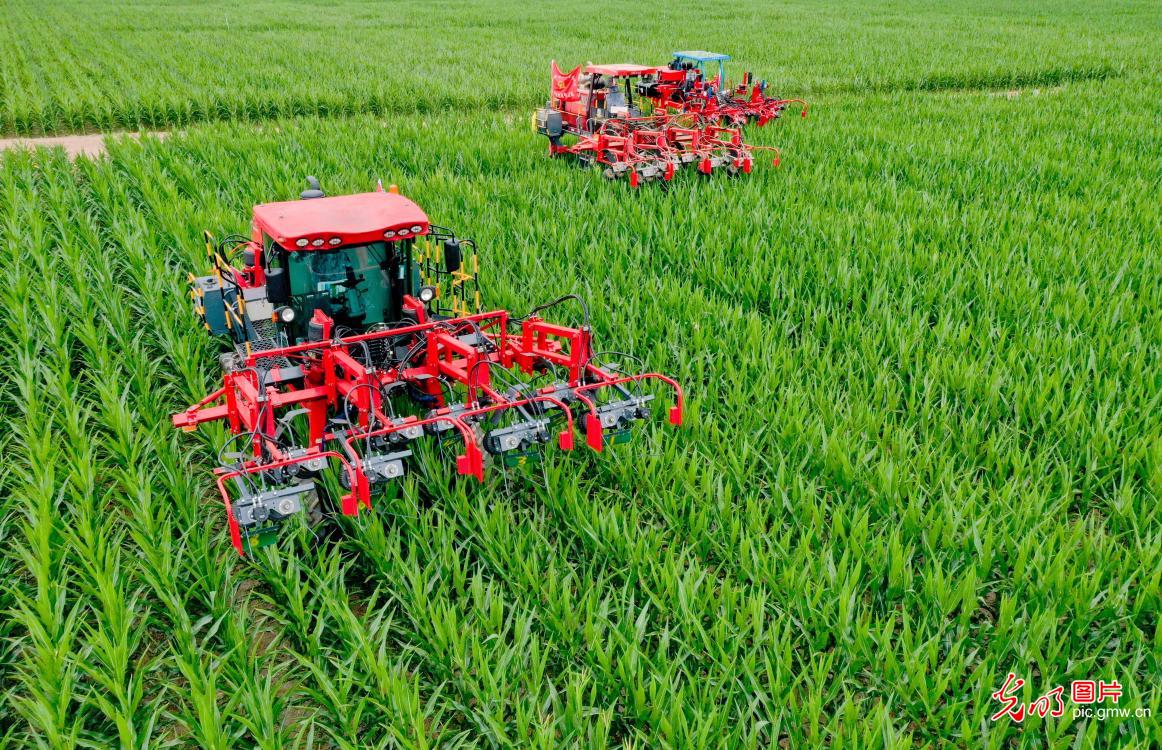Mechanization helps corn planting