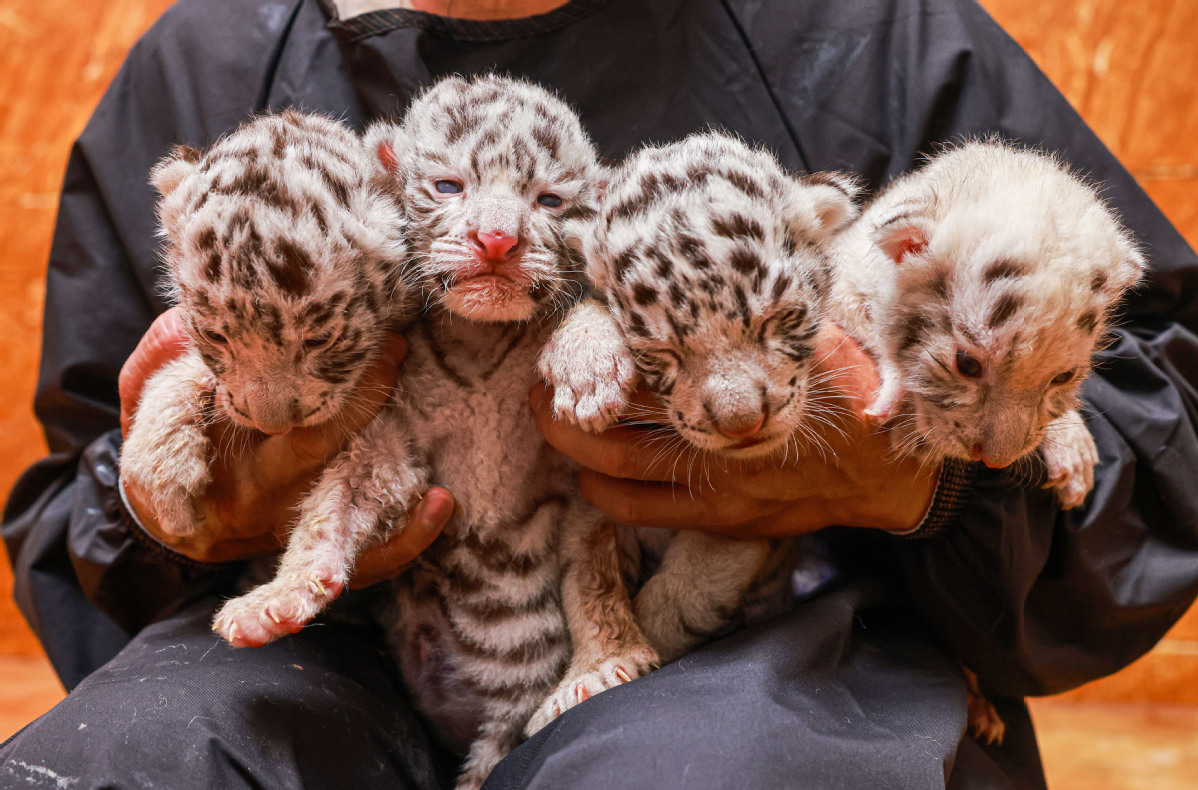 Four tiger cubs greet the world in Rongcheng, Shandong