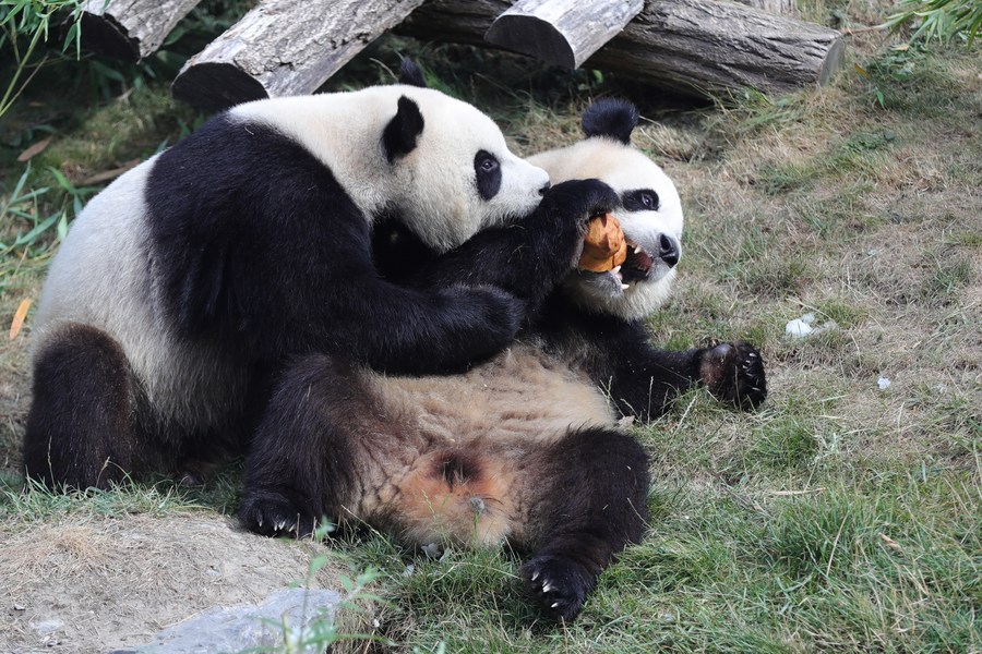Giant panda twins celebrate third birthday in Belgium