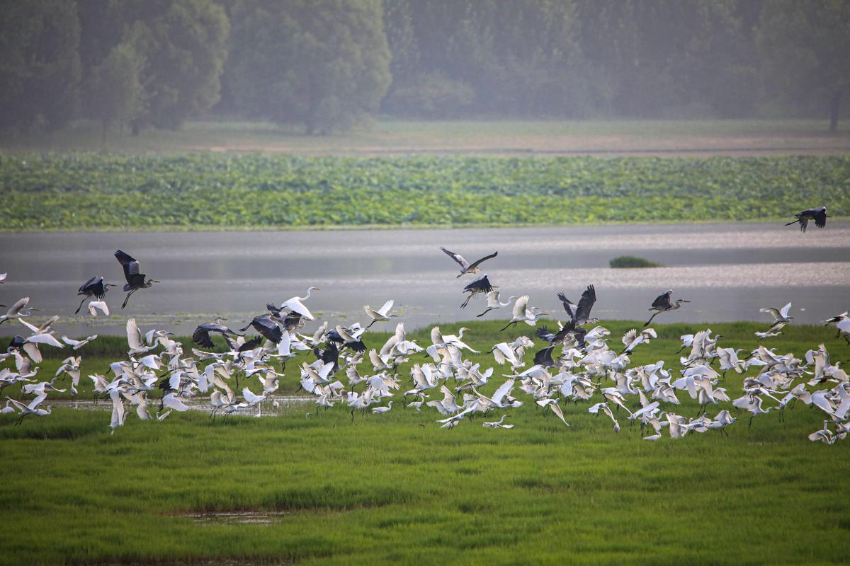 Egrets make splash in Shanxi wetlands