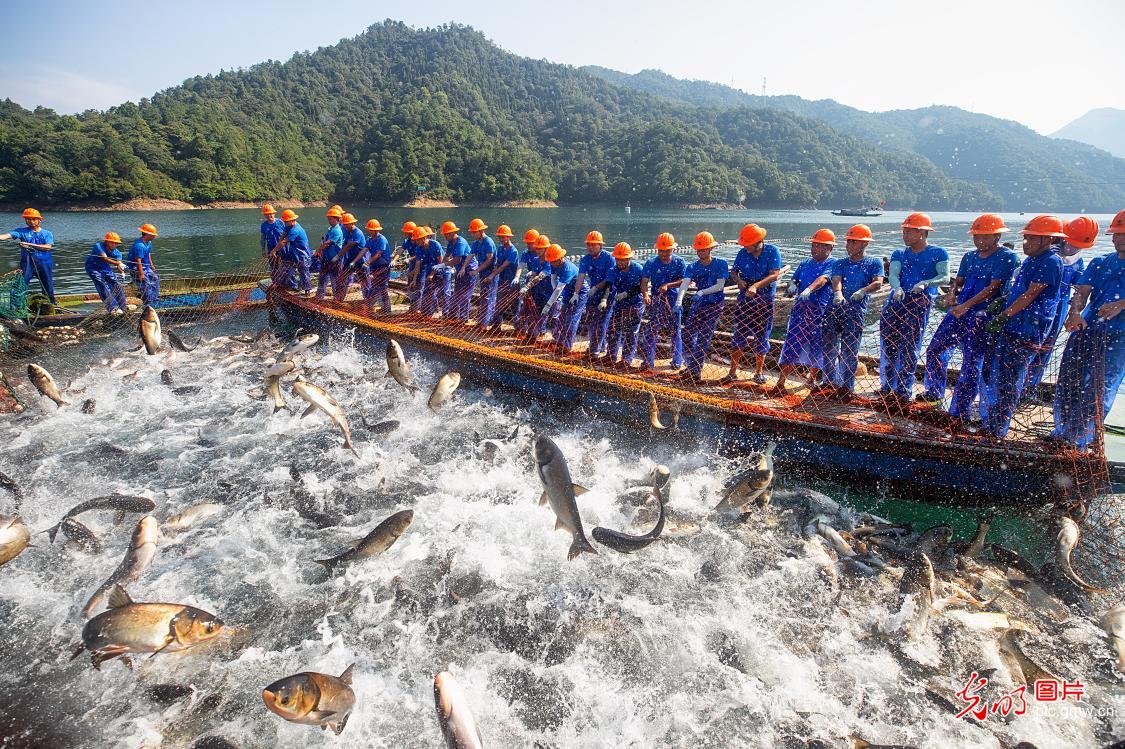 Fishermen reap bumper harvest in SE China’s Zhejiang