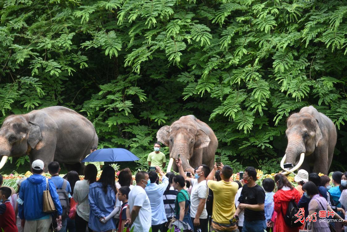 World Elephant Day celebrated in Xishuangbanna, SW China's Yunnan