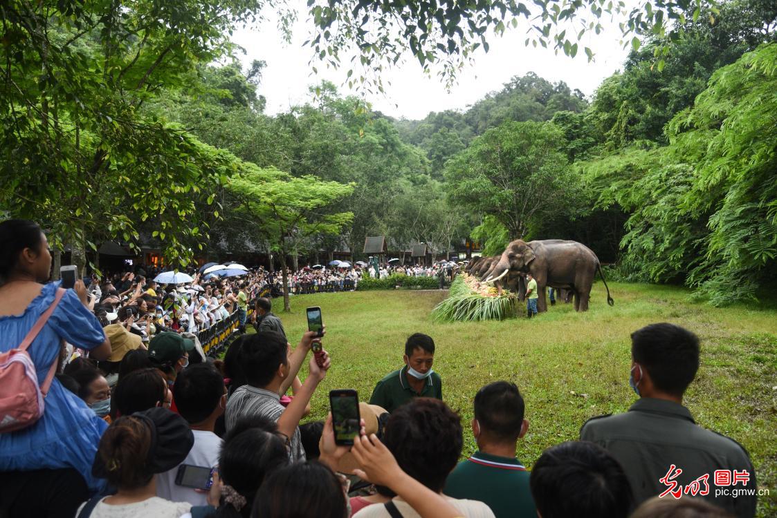 World Elephant Day celebrated in Xishuangbanna, SW China's Yunnan