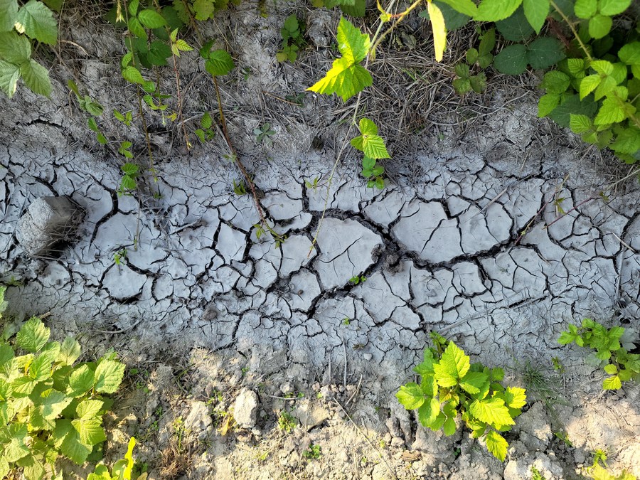 Feature: Drought-hit Europe sees impacts on people's livelihoods