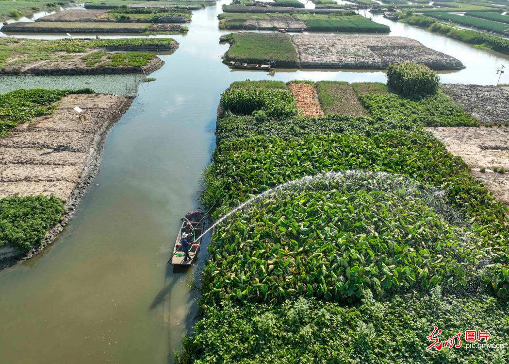 Efforts made to ensure harvest of taros amid drought in E China's Jiangsu