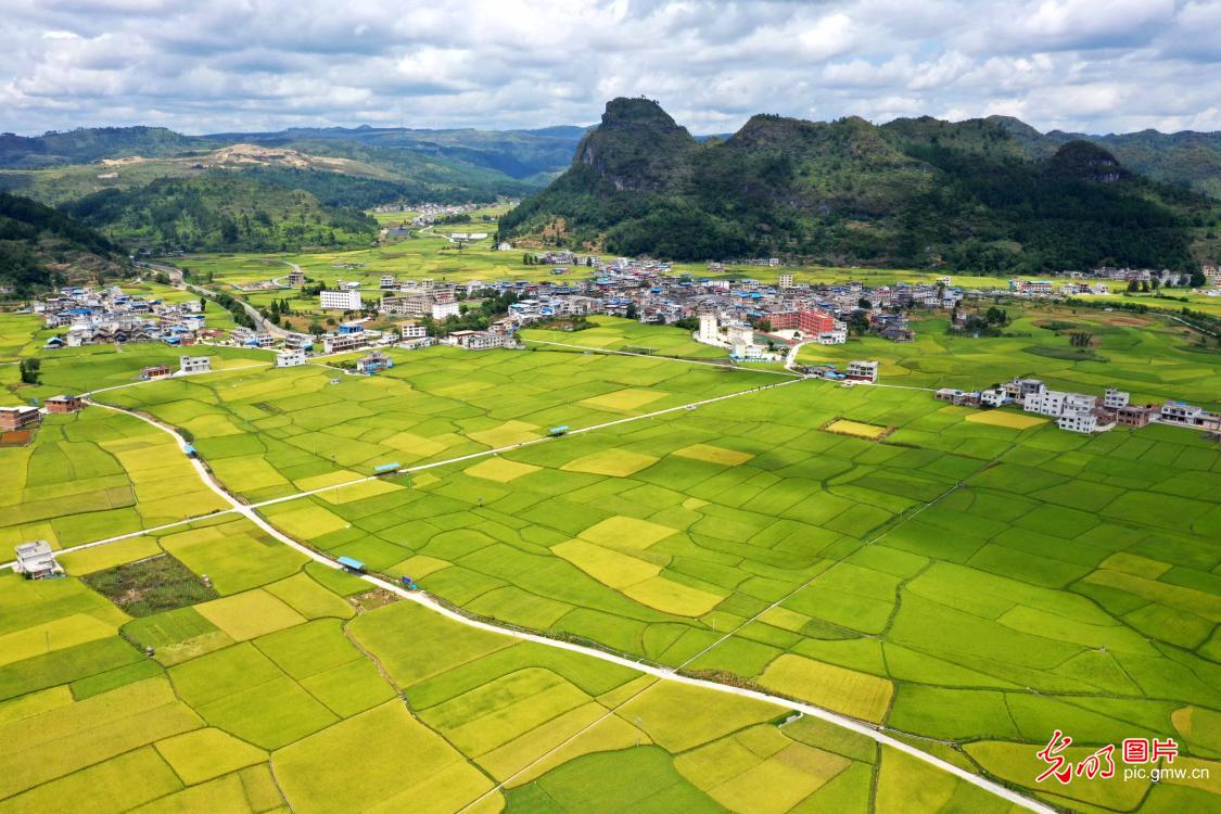 Picturesque harvest scenery seen in SW China's Guizhou