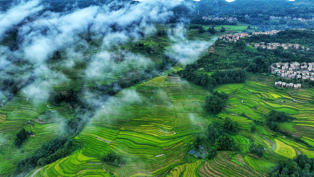 Yunnan rice fields evoke pastoral beauty