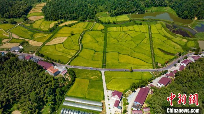 Aerial view of rice fields in E China’s Jiangxi Province