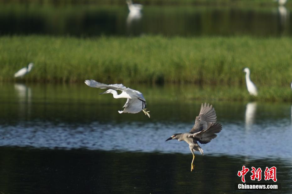 Egrets seen at wetland in S China’s Hainan Province