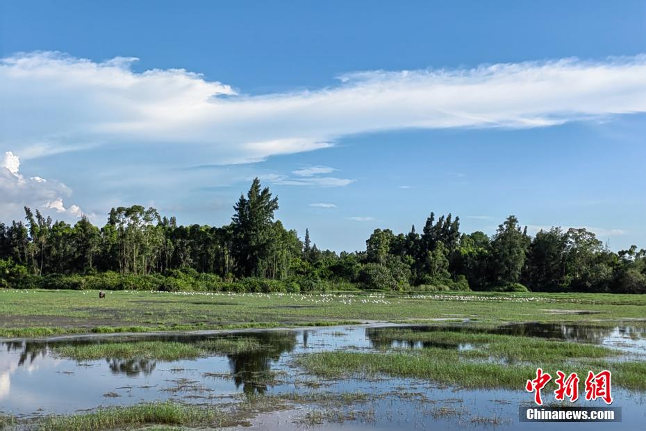 Egrets seen at wetland in S China’s Hainan Province
