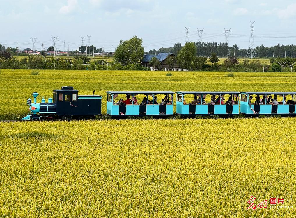 Rice field paintings in NE China's Liaoning mesmerize tourists