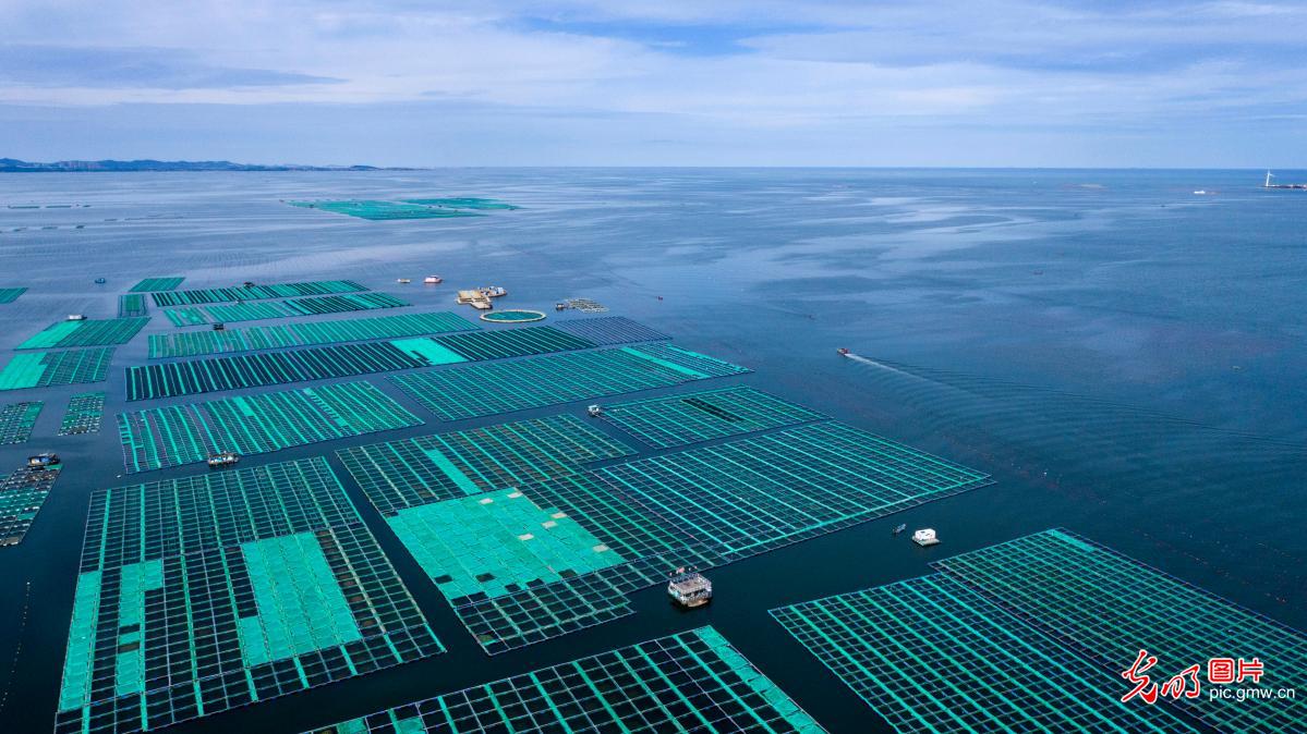 Trepang breeding farm in E China’s Rongcheng