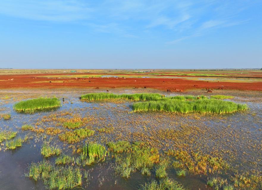Color appears in wetlands of nature reserve