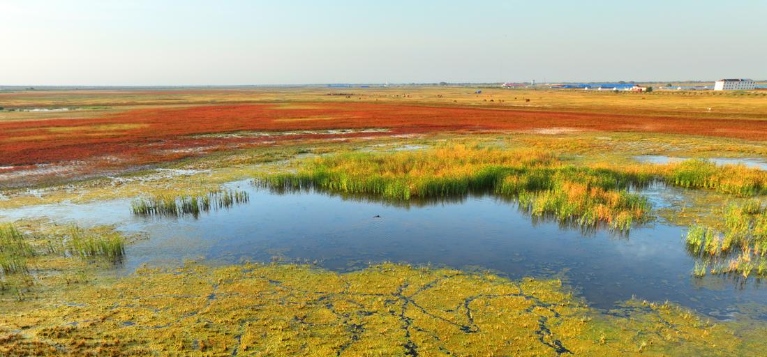 Color appears in wetlands of nature reserve