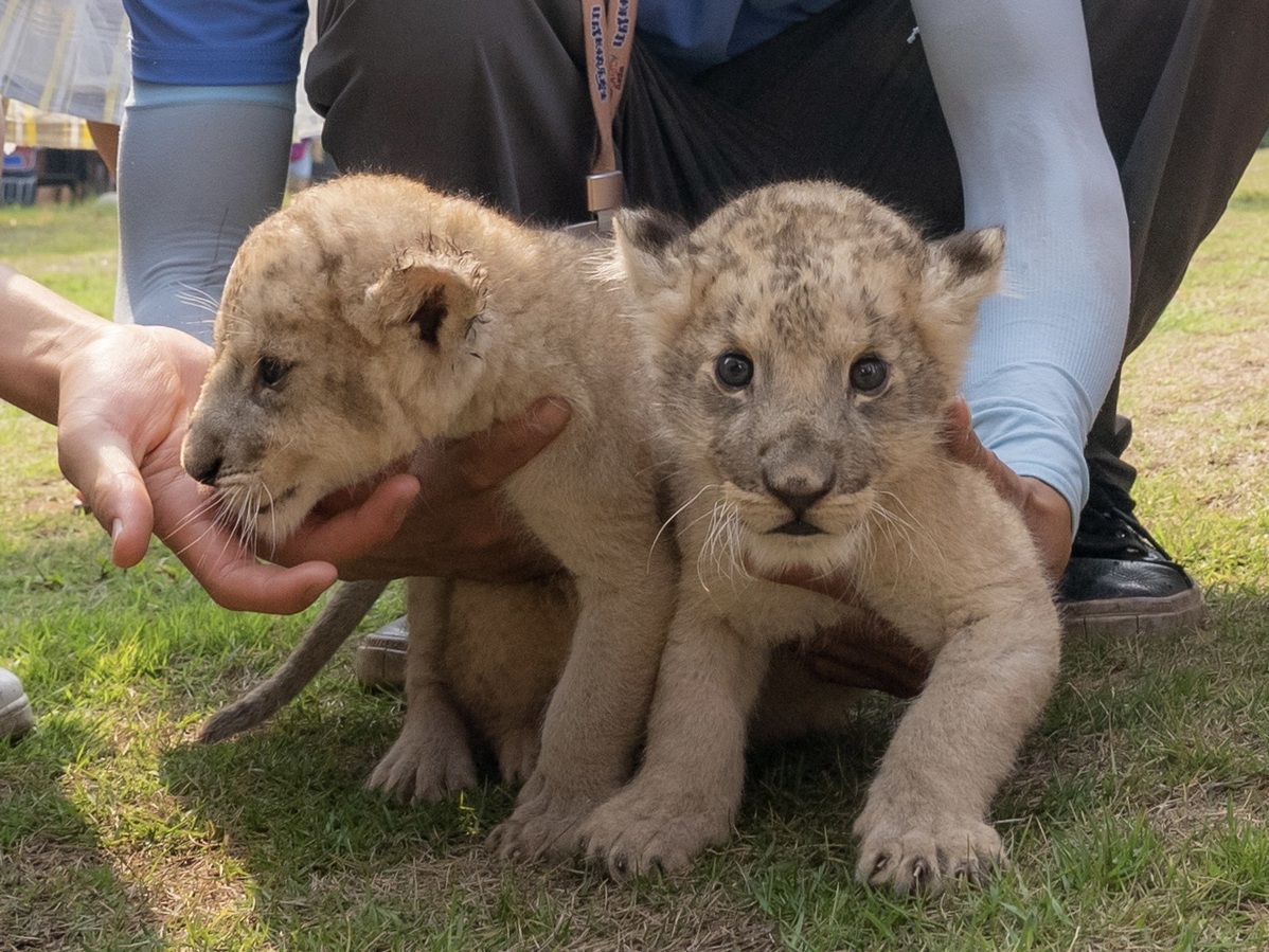 Lion cubs, shunned by mother, now thriving