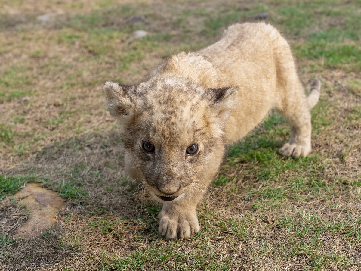 Lion cubs, shunned by mother, now thriving