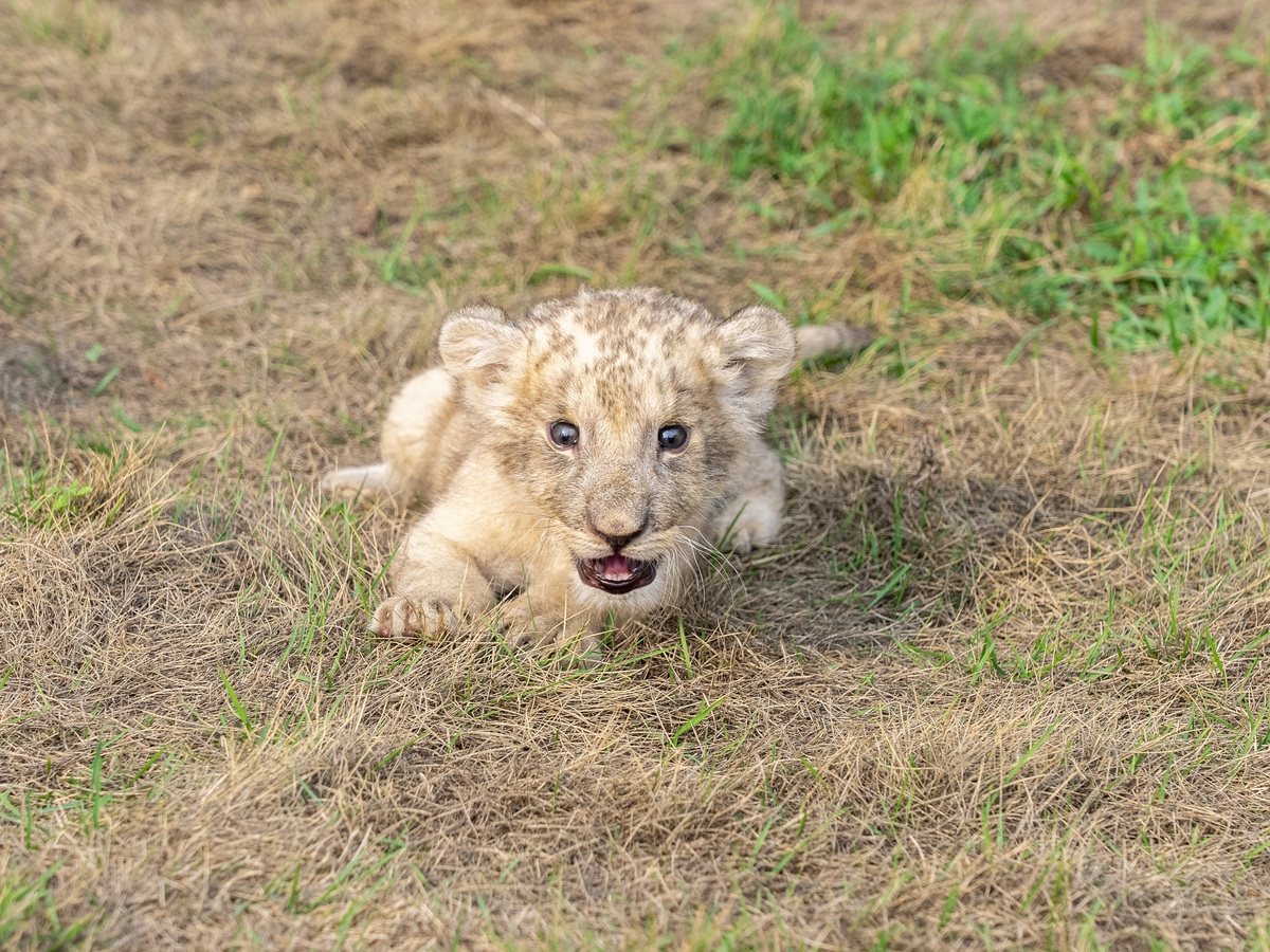 Lion cubs, shunned by mother, now thriving