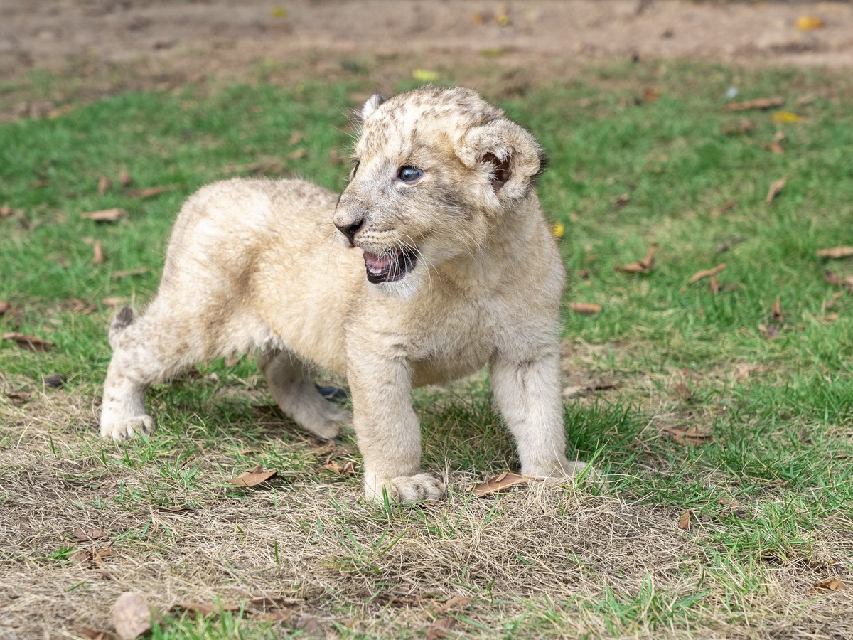 Lion cubs, shunned by mother, now thriving