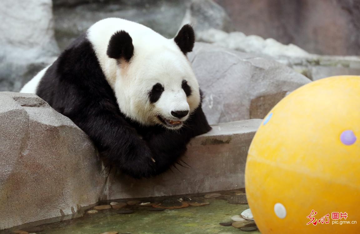 大熊猫“新月”“竹韵”做客苏州11周年