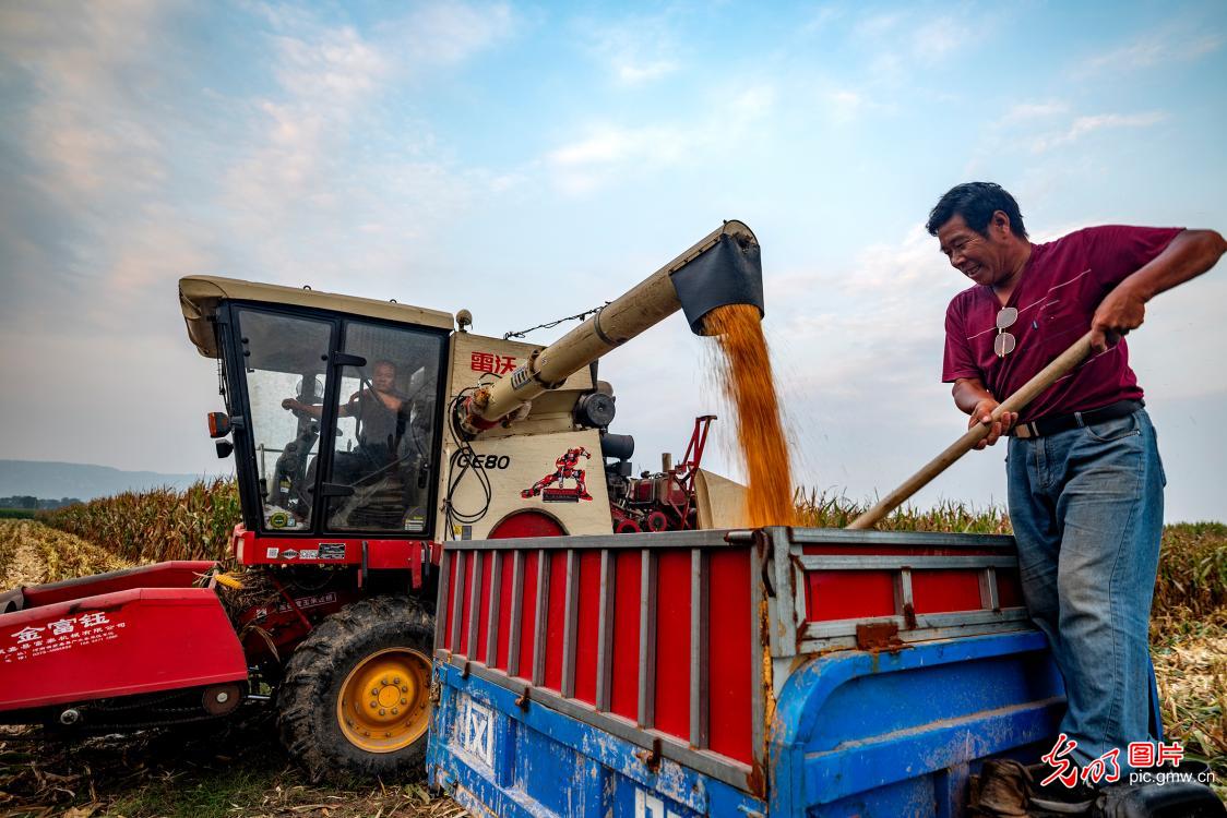 Corn harvested in N China's Henan
