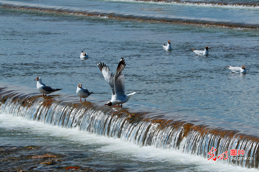 Pic Story: Qinghai Lake witnessing ecological improvement in NW China's Qinghai