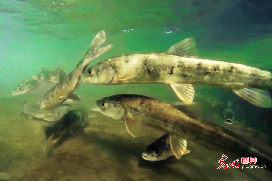 Pic Story: Qinghai Lake witnessing ecological improvement in NW China's Qinghai