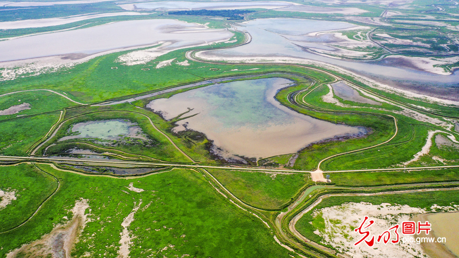 Pic Story: Nanjishan Wetland Nature Reserve protecting diversity of wetland species
