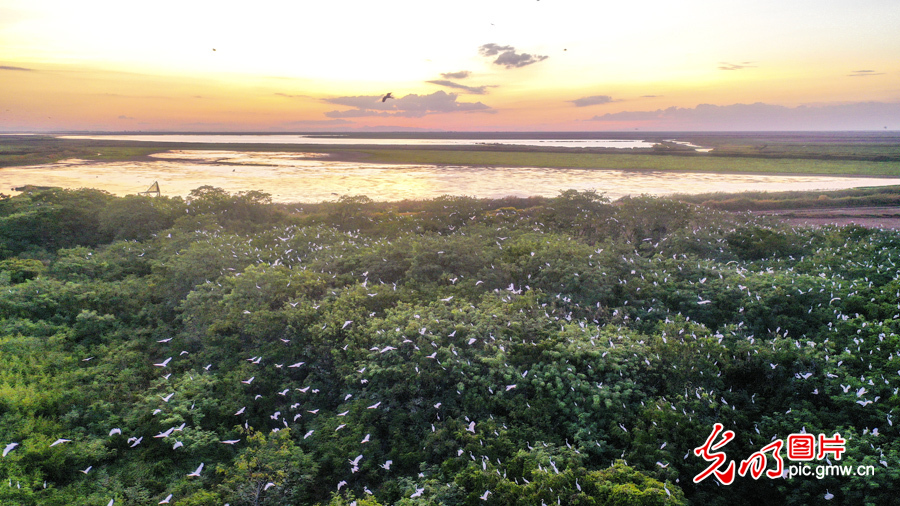 Pic Story: Nanjishan Wetland Nature Reserve protecting diversity of wetland species