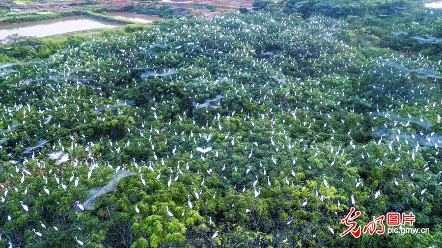 Pic Story: Nanjishan Wetland Nature Reserve protecting diversity of wetland species