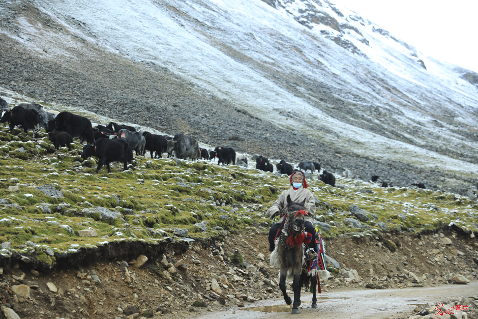 Pic Story: yaks transiting to autumn pasture in SW China's Tibet