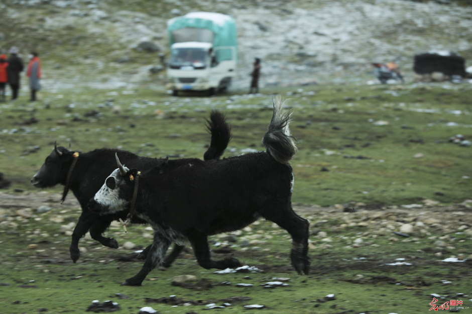 Pic Story: yaks transiting to autumn pasture in SW China's Tibet
