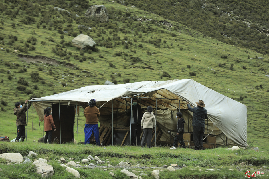 Pic Story: yaks transiting to autumn pasture in SW China's Tibet