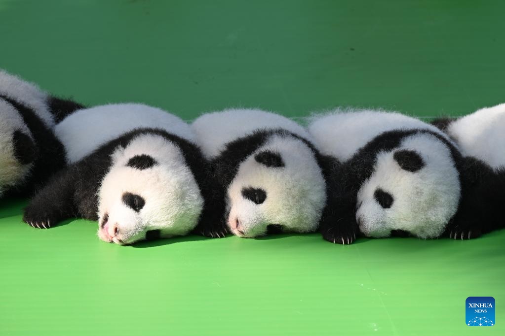 Panda cubs meet public at SW China breeding base